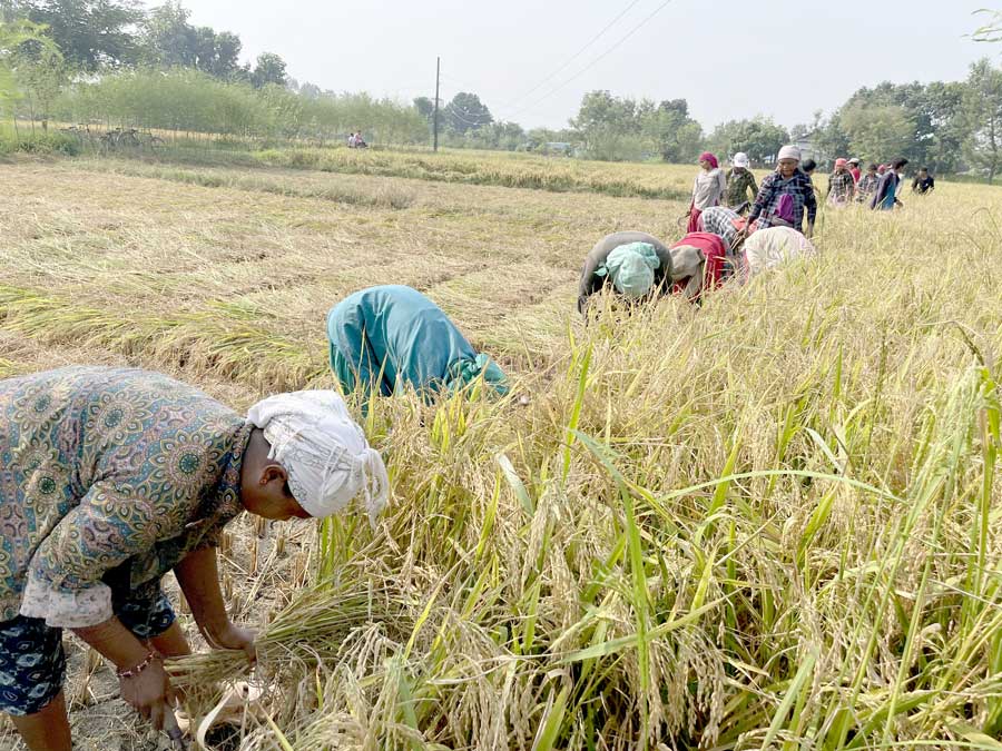मोरङमा बेमौसमी वर्षाले धान उत्पादन घट्यो, किसान चिन्तित